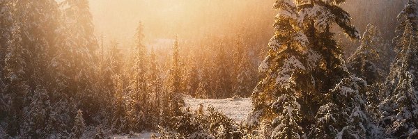 Zima, Las państwowy, Ketchikan, Alaska, Stany Zjednoczone, Śnieg, Mgła, Tongass National Forest, Świerki