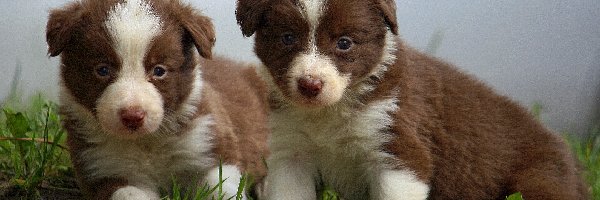 Border Collie, Szczeniaki