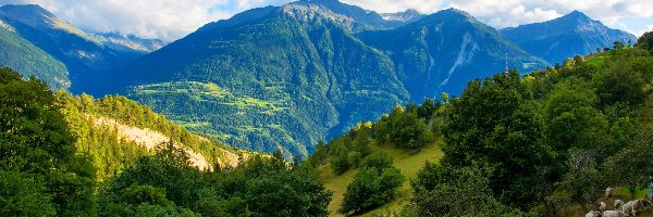Lasy, Szwajcaria, Jeziorko, Góry