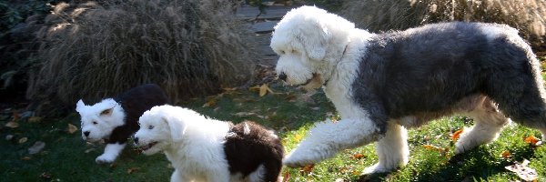 Szczeniaki, Owczarek staroangielski Bobtail, Dorosły