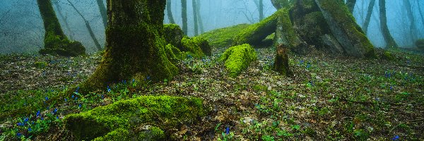 Rośliny, Mgła, Drzewa, Omszałe, Las, Wiosna, Kwiaty, Kamienie, Niebieskie