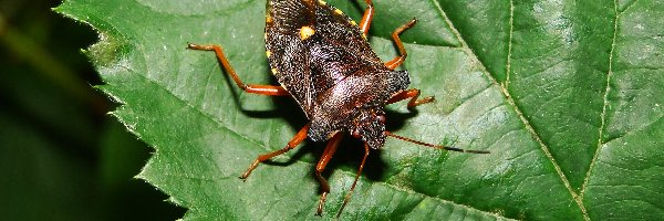 Tarczówka rudonoga, Pluskwiak, Owad