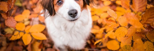 Płochacz holenderski, Liście, Kooikerhondje, Pies