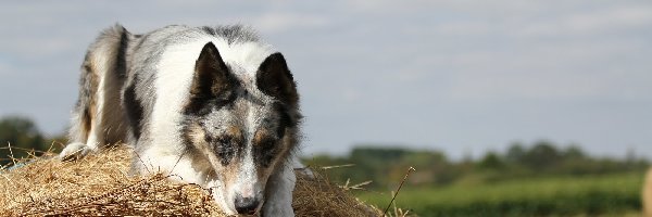 Siano, Border collie