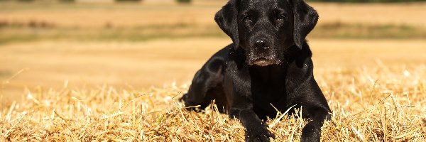 Czarny, Słoma, Labrador retriever, Szczeniak