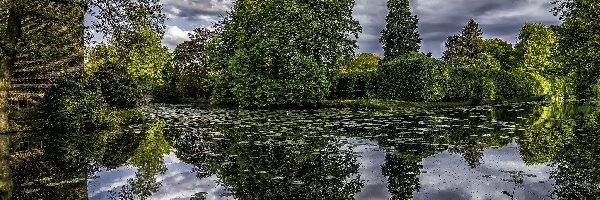 Park, Krzewy ozdobne, Staw, Odbicie, Drzewa