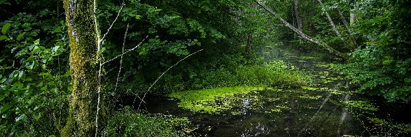 Drzewa, Rośliny, Staw, Las