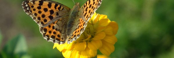 Perłowiec malinowiec, Cynia, Kwiat, Motyl