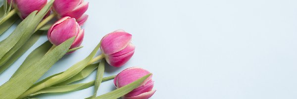 Różowe, Liście, Tulipany, Kwiaty
