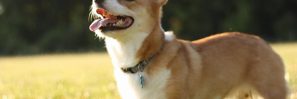 Język, Corgi, Trawa, Piesek
