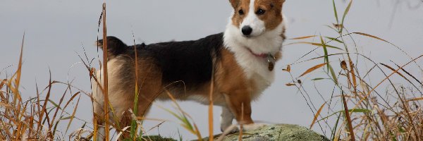 woda, Welsh corgi pembroke