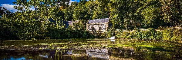 Odbicie, Staw Arundel, Drzewa, Domy, West Sussex, Anglia