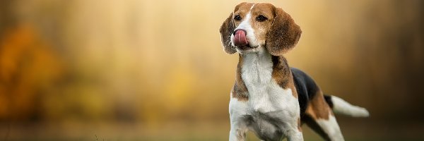 Beagle, Trawa, Łąka, Pies