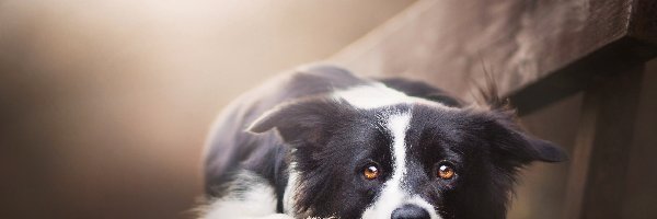 Ławka, Border collie