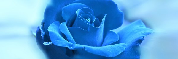 Kwiat, Niebieska, Róża, Tło niebieskie, Płatki