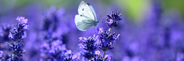 Motyl, Lawenda, Bielinek, Kwiaty, Fioletowe