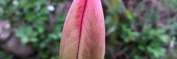 Tulipan, Nierozkwitnięty