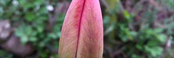 Tulipan, Nierozkwitnięty