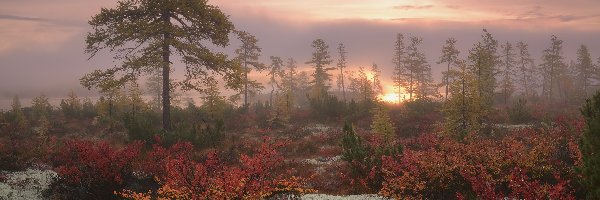 Rosja, Wschód słońca, Mgła, Drzewa, Jesień, Obwód magadański, Kołyma