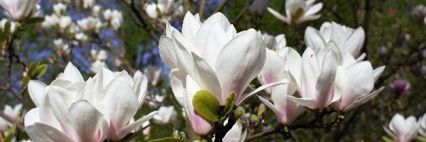 Kwitnące, Białe, Magnolie