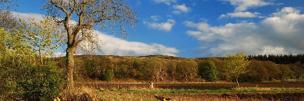 Wiosna, Pola, Wieś, Żonkile, Drzewo