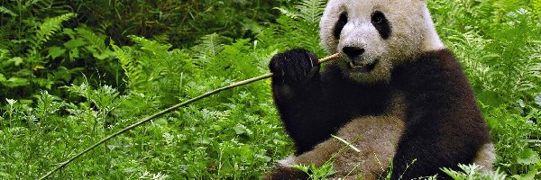 Trawy, Panda, Miś