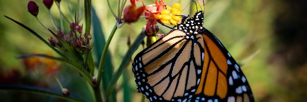 Kwiat, Danaid wędrowny, Motyl monarcha