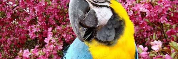 Kwiaty, Papuga