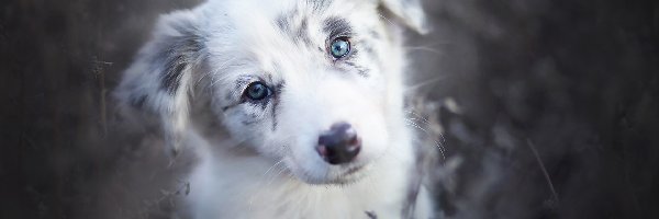 Szczeniak, Border collie