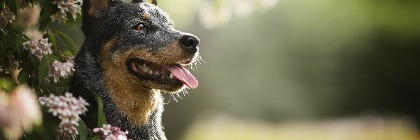 Pies, Mordka, Australian cattle dog, Kwiaty, Gałązki