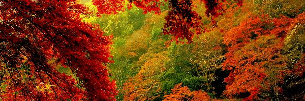 Jesień, Drzewa, Kolorowe