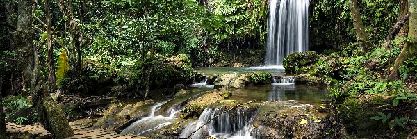 Wodospad, Las, Kładka, Roślinność, Paprocie