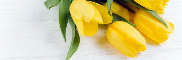 Żółte, Deski, Tulipany, Kwiaty