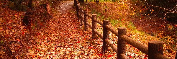 Jesień, Liście, Drzewa, Ogrodzenie, Droga