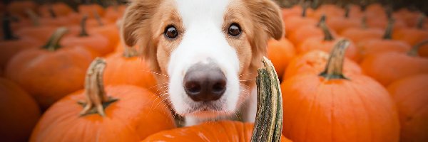 Dynie, Border collie, Pies