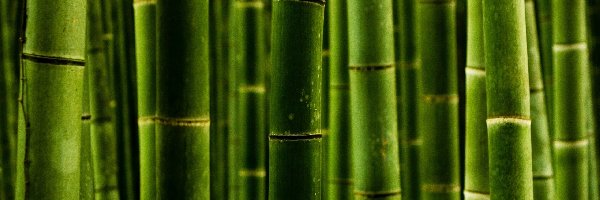 Zbliżenie, Bambus, Zielony