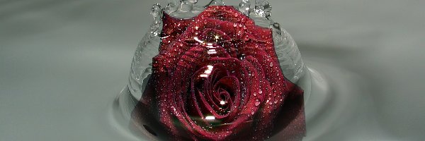 Woda, Róża, Czerwona