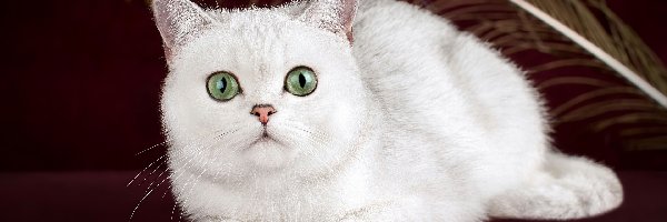 Kot brytyjski krótkowłosy, Oczy, Zielone, Biały