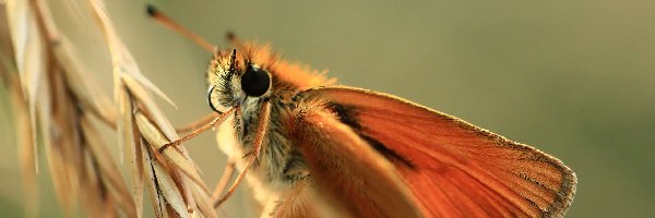 Owad, Motyl, Karłątek Leśny