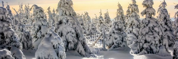 Świerki, Śnieg, Ogrodzenie, Zima