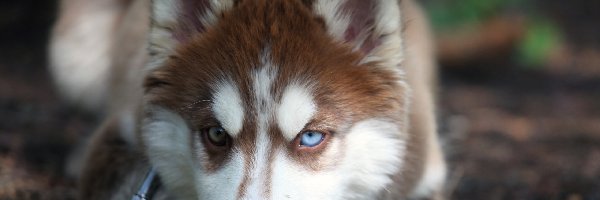 Szczeniak, Siberian Husky