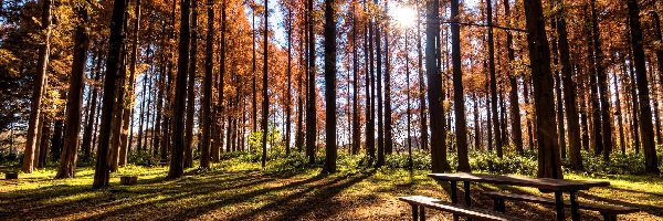 Ławki, Przebijające Słońce, Relaks, Las