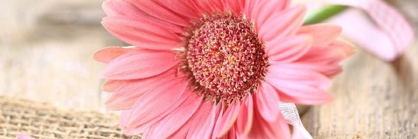 Gerbera, Tkanina, Lniana, Różowa