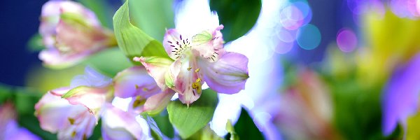 Alstremeria, Rozmycie, Makro, Kwiaty