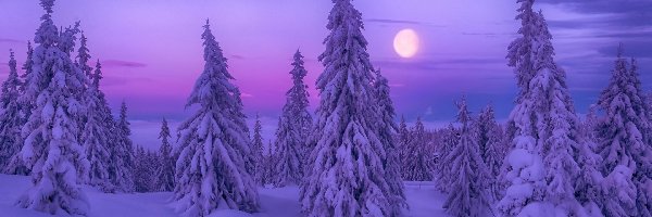 Zima, Las, Noc, Księżyc, Drzewa