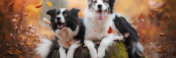 Border collie, Liście, Pień, Psy