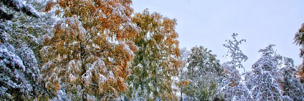 Śnieg, Szadź, Drzewa