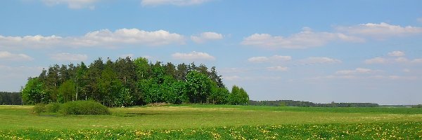 Drzewa, Łąka, Wiosna