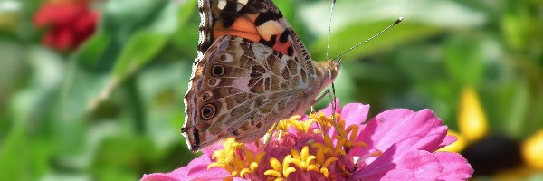 Motyl, Osetnik, Rusałka, Cynia, Kwiat