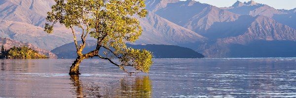 Jezioro Wanaka, Drzewo, Góry, Nowa Zelandia